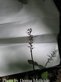Listera australis (Southern Twayblade) 